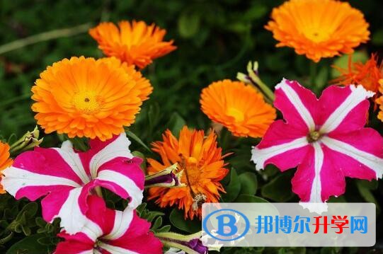 金川縣中學(xué)校招生代碼