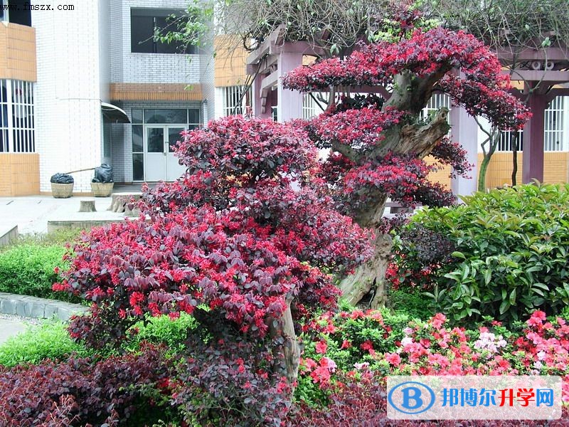 重慶市鳳鳴山中學招生代碼