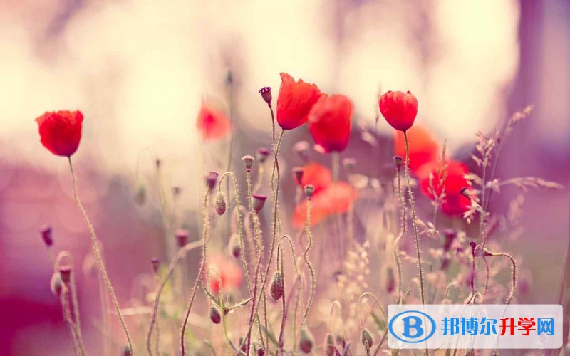 2020年內(nèi)江中考落榜的出路