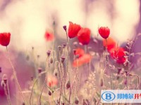 2020年內江中考落榜的出路