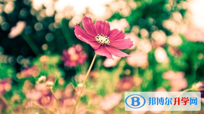 2020年內江中考是什么時候