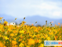 2020年內(nèi)江中考信息服務(wù)平臺(tái)