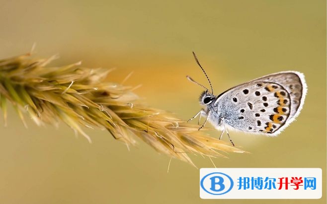 2020年樂山中考報名網站是什么