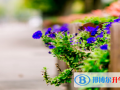 嘉興二十一世紀(jì)外國(guó)語(yǔ)學(xué)校網(wǎng)站網(wǎng)址