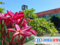 深圳青之藤國際學校2023年招生辦聯系電話