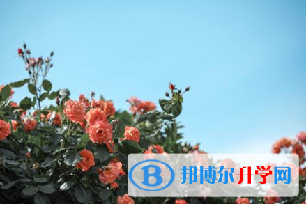 2021年寶雞中考查詢網址