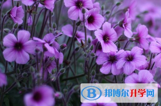  2021年寶雞中考后可以上什么學校