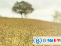 2021年大理考起重高的人數