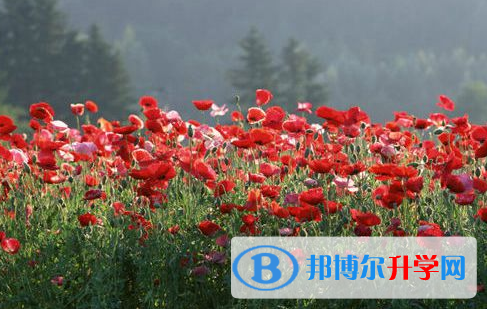 2021年怒江中考372可以讀的學校