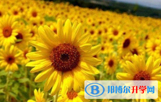 2021年廣元中考錄取報(bào)名網(wǎng)