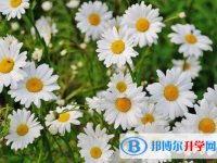 2021年廣元中考網絡服務平臺