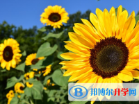 2021年阿壩中考填志愿的網站