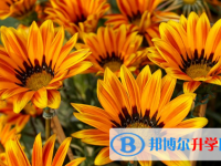2021年阿壩中考特長生招生簡章