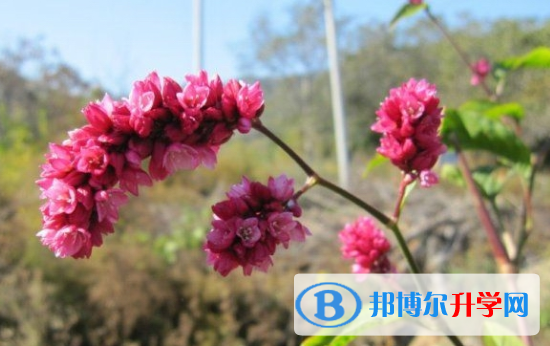 2021年甘孜今年初中考試時間