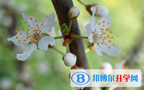 2021年甘孜未參加中考可以讀啥學(xué)校