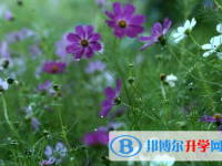 2021年渭南查詢中考成績上哪個(gè)網(wǎng)站