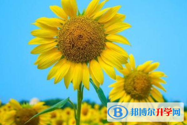 2021年咸陽中考是什么時候