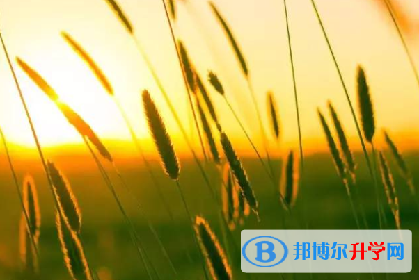 2020年自貢中考網報