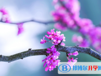 2020年內江中考成績重點線