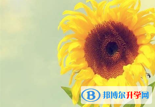 2020年樂山中考回老家讀行嗎