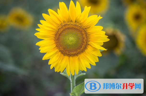 2021年咸陽中考報名是哪個網(wǎng)站