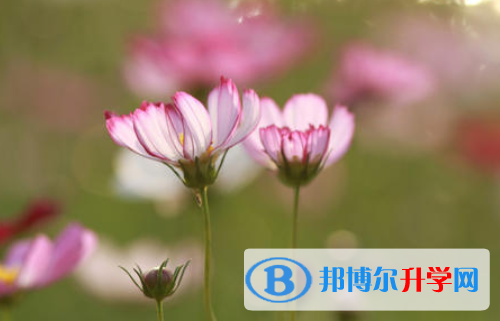 2021年延安中考網(wǎng)上報名