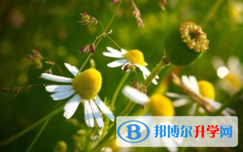 2021年延安中考網中考查詢