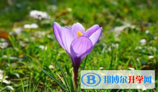 2021年安康中考是否有高價生