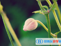 2021年石家莊中考成績一般讀什么學校