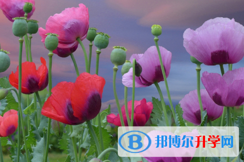 2021年秦皇島中考考試成績(jī)