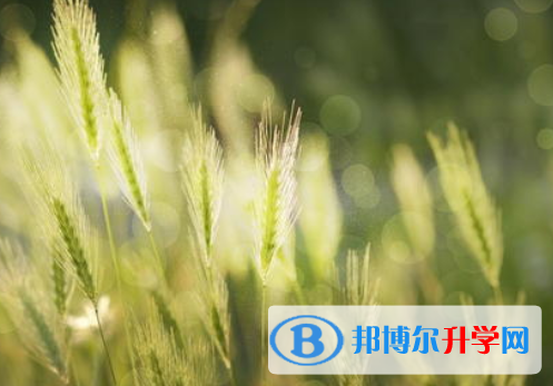 邯鄲2021年今年中考哪些學校有招生