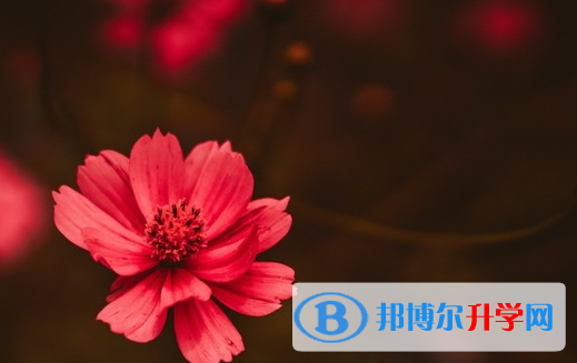保定2021年優志愿中考版