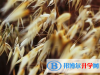保定2021年中考查詢成績網址