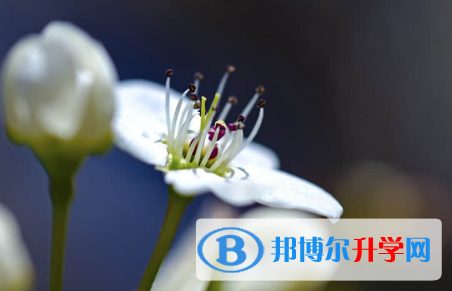 保定2021年中考志愿怎么填報