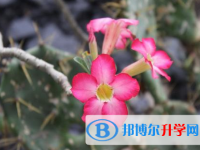 唐山2021年中考志愿官網