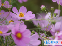 張家口2021年中考報(bào)名系統(tǒng)網(wǎng)址
