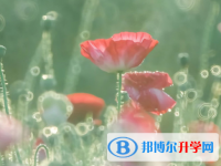 四川2021年中考報名網(wǎng)址