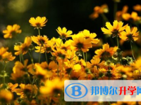 自貢2021年網上查詢中考成績