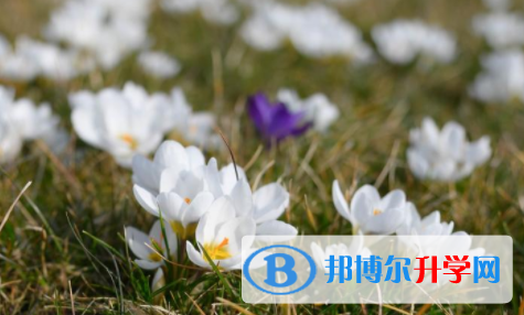 自貢2021年中考查詢(xún)電話
