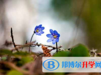 自貢2021年中考網(wǎng)上報名系統(tǒng)