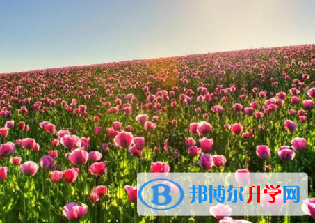 自貢2021年中考自主招生報名有哪些學(xué)校