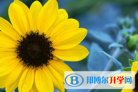 自貢2021年中考自主招生時(shí)間