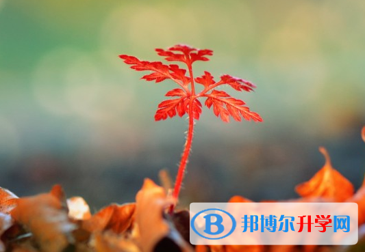 自貢2021年中考372可以讀的學校