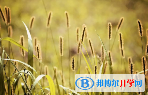 自貢2021年什么是中考調劑生