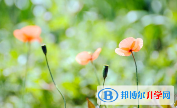 攀枝花2021年怎樣查詢中考成績(jī)