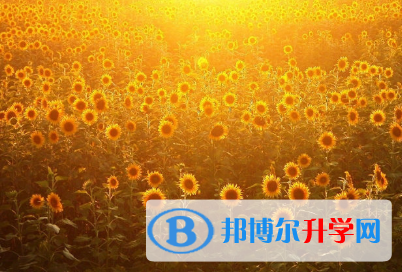 攀枝花2021年中考信息服務平臺