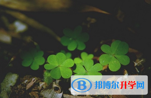 攀枝花2021年中考志愿怎么填報