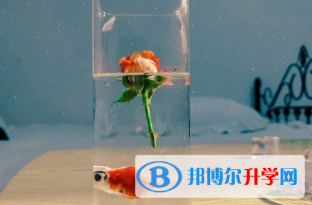 攀枝花2021年中考后可以上什么學校