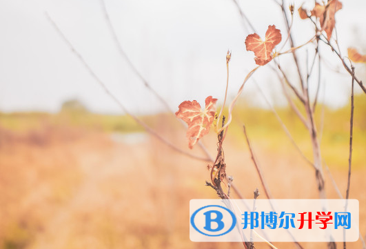 德陽2021年優志愿中考版