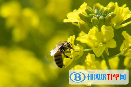 綿陽2021年中考報名網